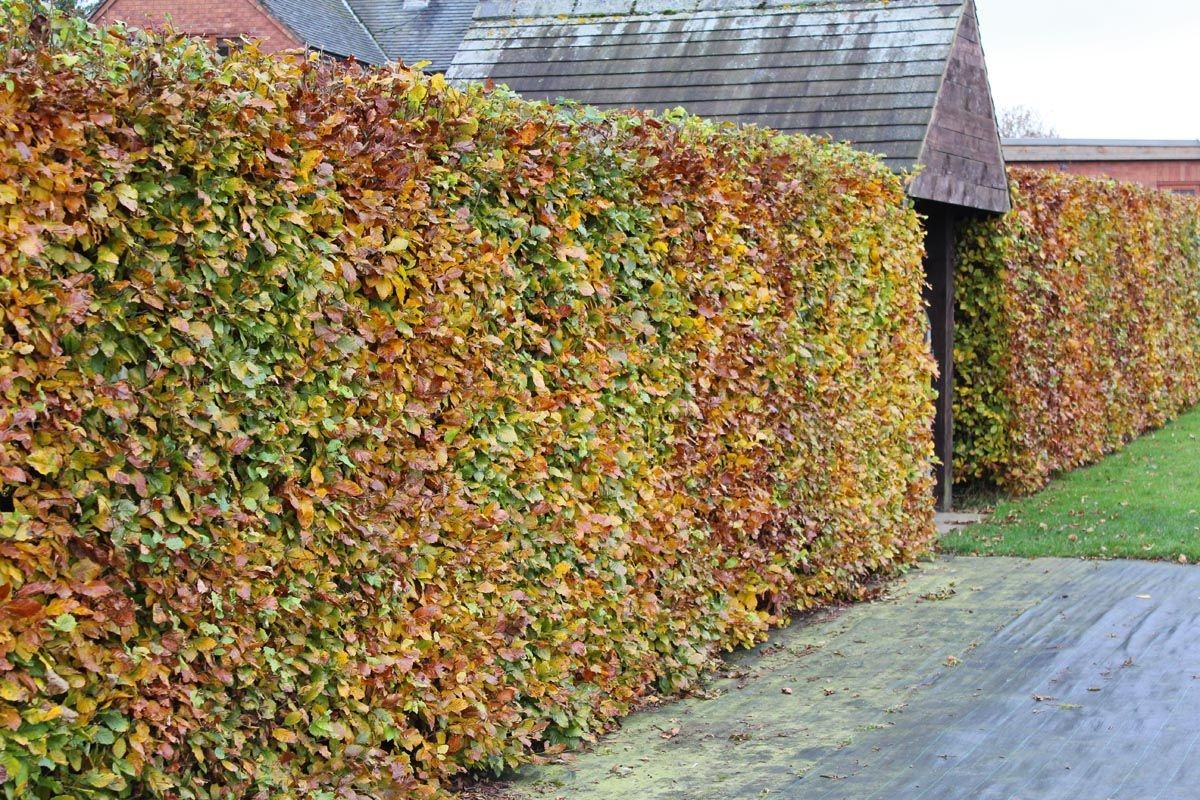 Spectacular Shrubs in Autumn